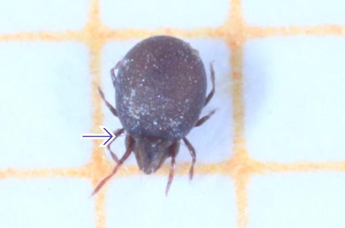 Réf. 338 530 : Xenillus tegeocranus